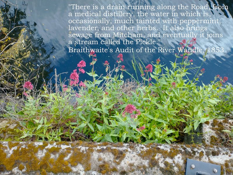 Runoff from the nearby medical distillery scented the river with lavender, peppermint and other herbs, 1853