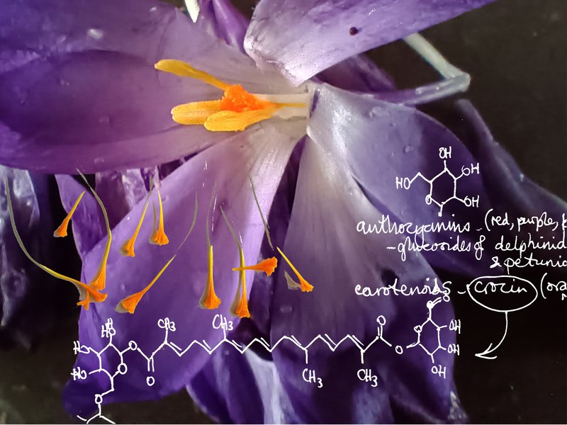 February: Exploring the molecular mechanism of colour in crocus petals and stamens